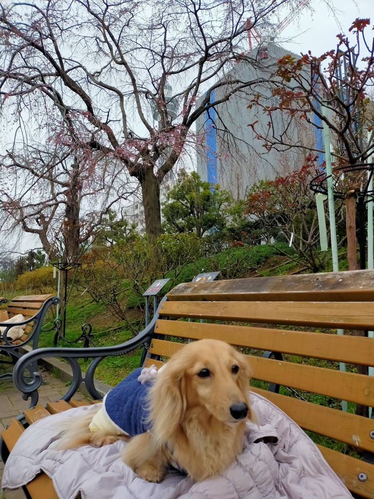 山下公園の桜はもう少しだね