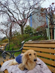 山下公園の桜はもう少しだね