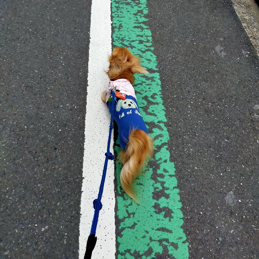 白線の内側を歩くんだよ