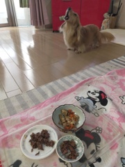 大きな口で吠えるミラちゃん