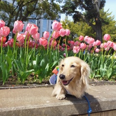 横浜公園のチューリップ