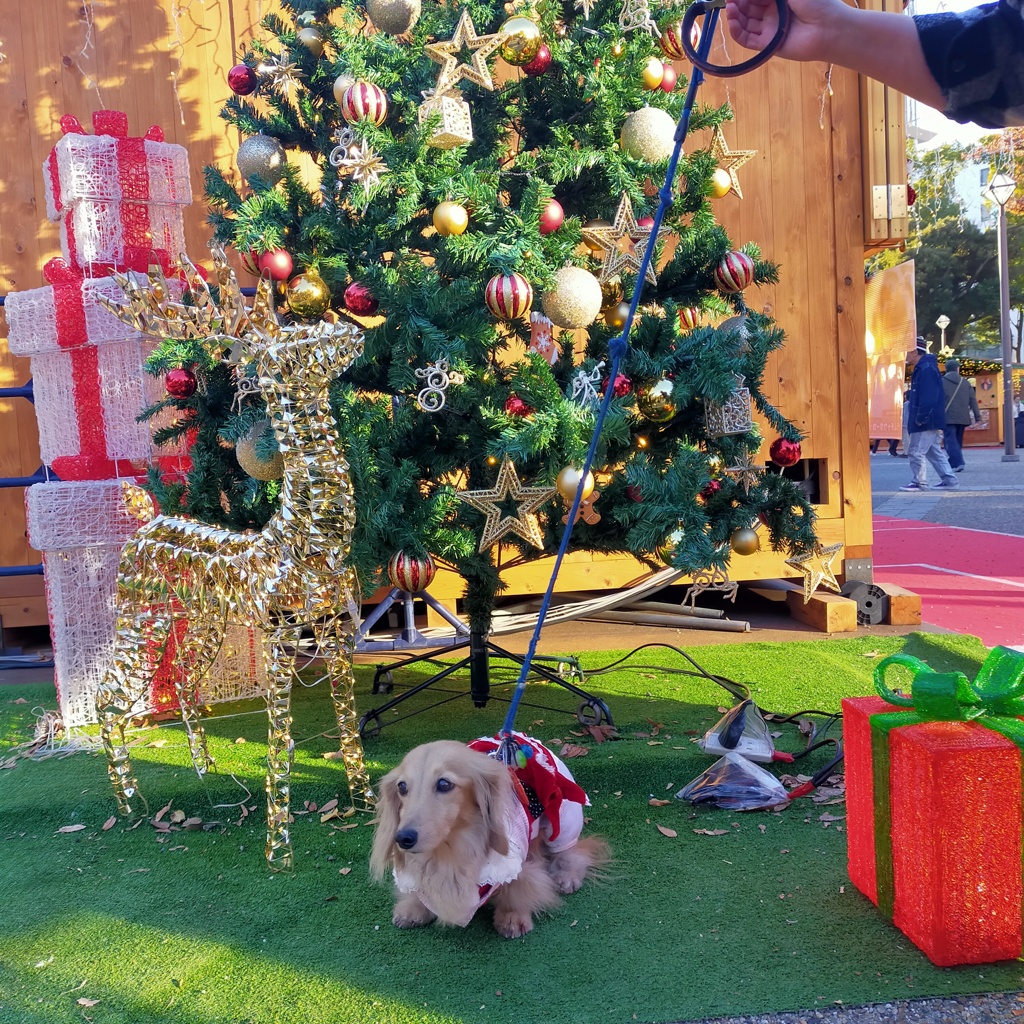 15のお誕生日はクリスマスマーケット