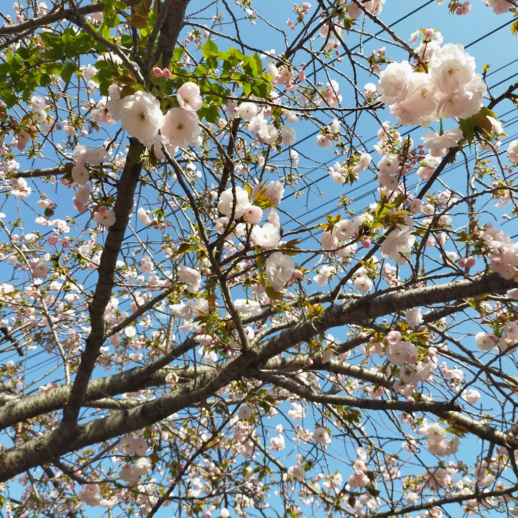 大岡川プロムナードの桜