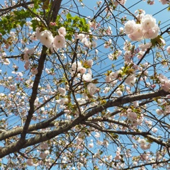 大岡川プロムナードの桜