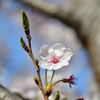 桜一輪