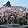 枝垂桜