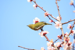 メジロちゃん