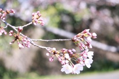 つぼみ