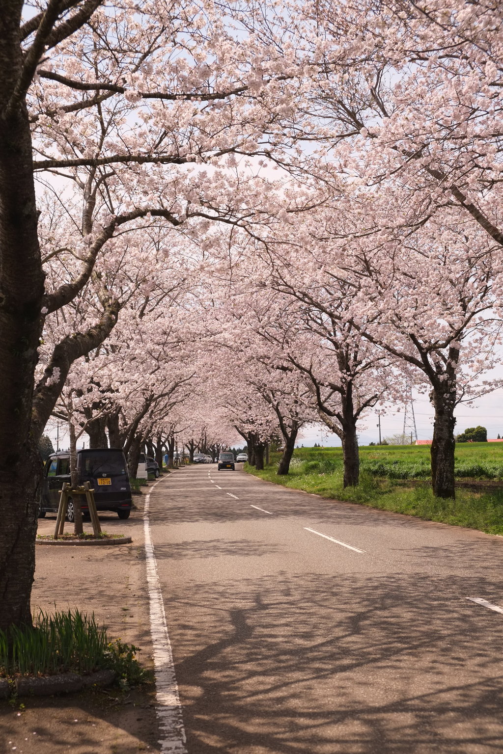 桜並木