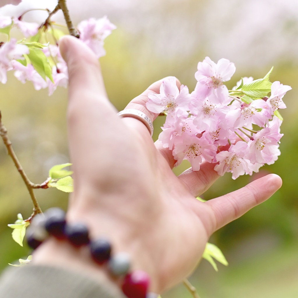 近くで桜