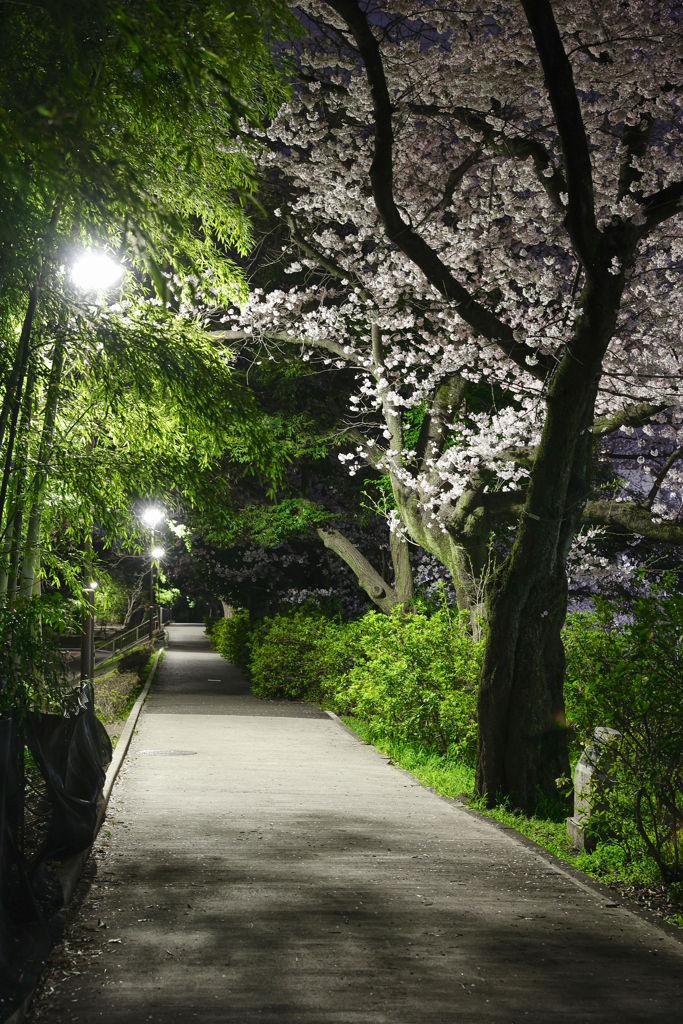 竹林と夜桜