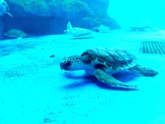 子ウミガメ