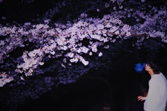 夜桜