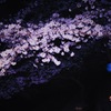 夜桜