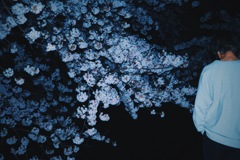 夜桜