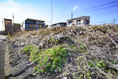 駐車場の草