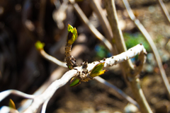 アジサイの新芽