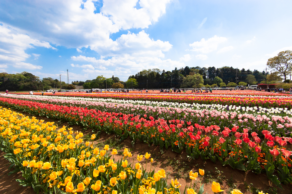 あけぼの山農業公園１１