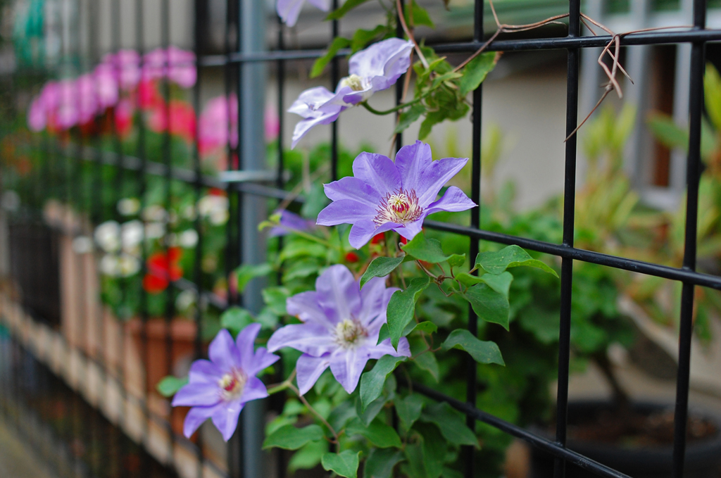 Ｆさんのクレマチス
