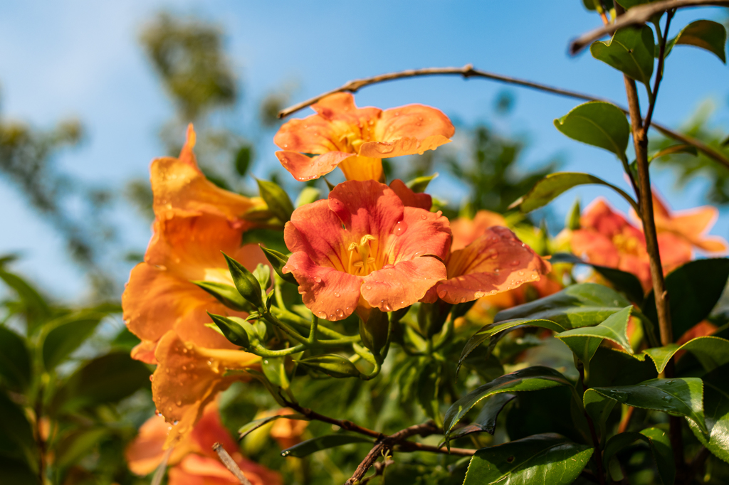 雨上がりのノウゼンカズラ