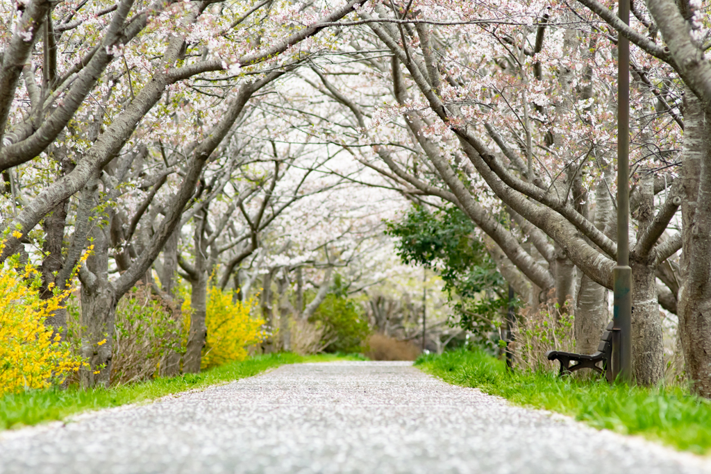 桜散る道