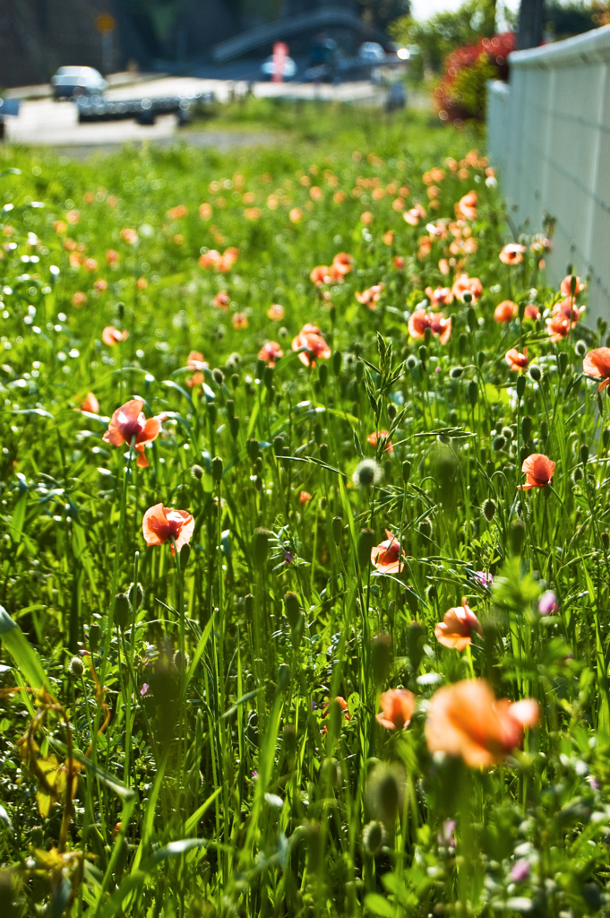 ナガミヒナゲシ