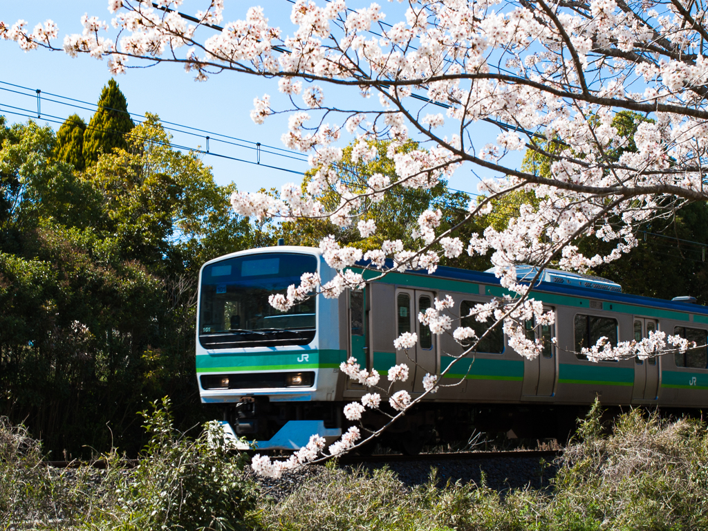 電車と桜