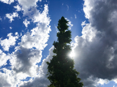 木と空