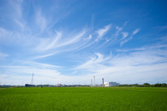 梅雨の晴れ間の田んぼ