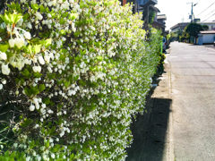 ドウダンツツジの生垣