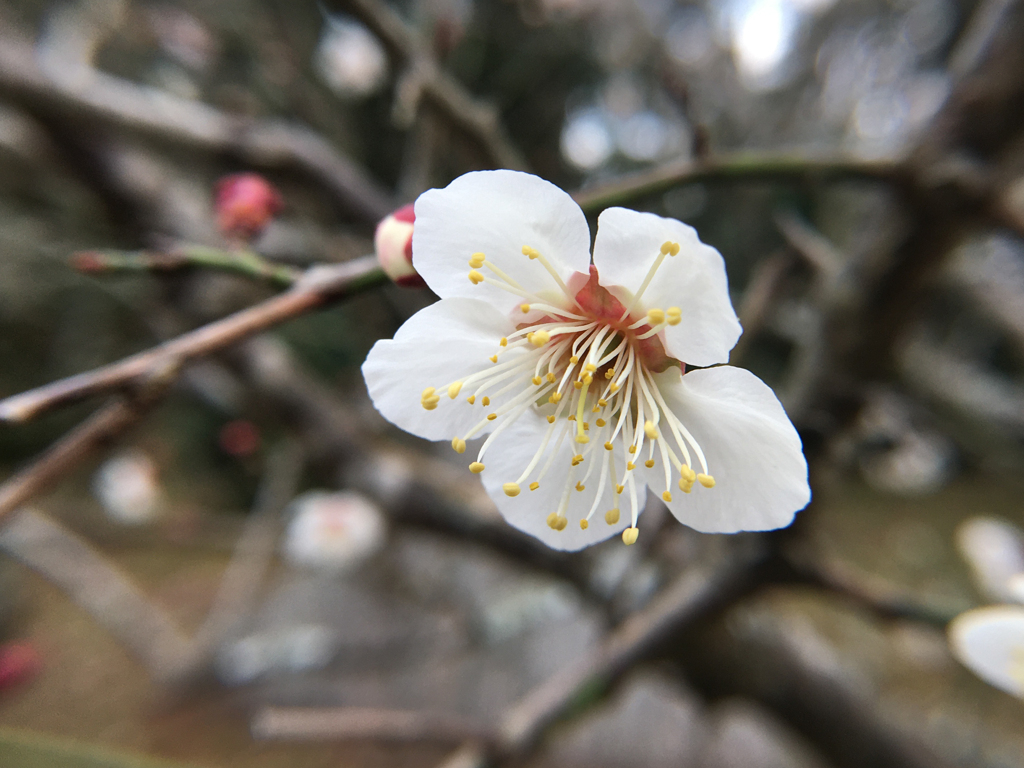 成田山の梅２