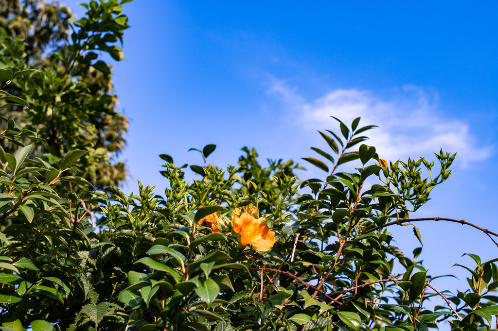 ノウゼンカズラ