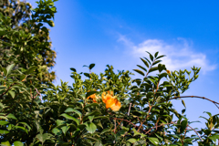 ノウゼンカズラ