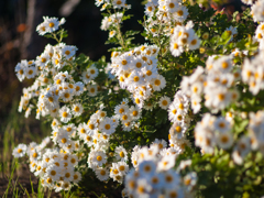 小菊