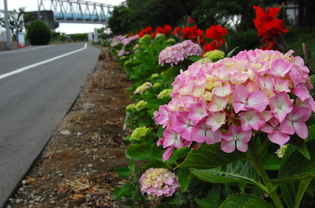 アジサイのある道