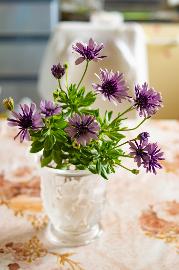 ダブルオステオスペルマム