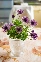 ダブルオステオスペルマム