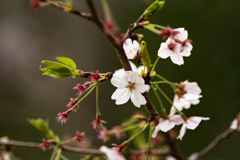 葉桜