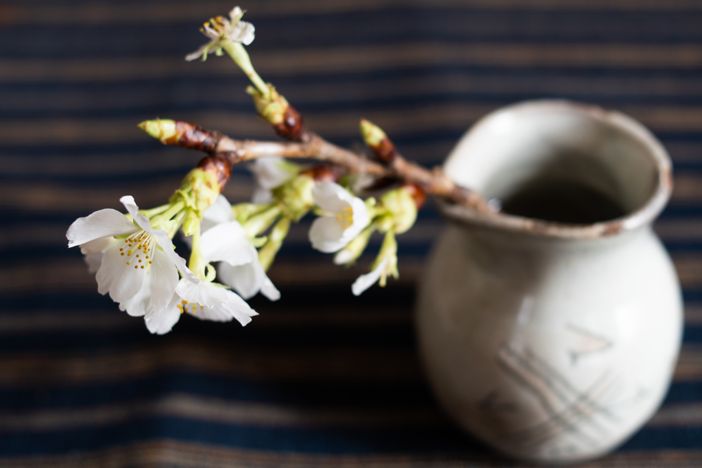 喫茶店の桜