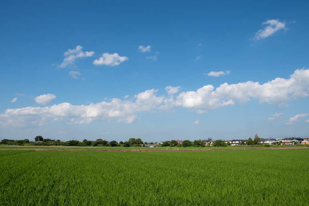 田んぼと空