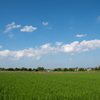 田んぼと空