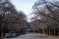 冬の桜並木