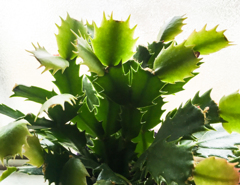 窓辺のシャコバサボテン