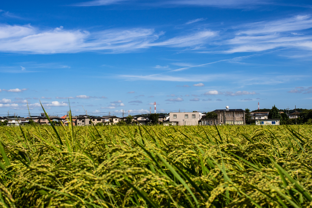 田んぼと空 35mm