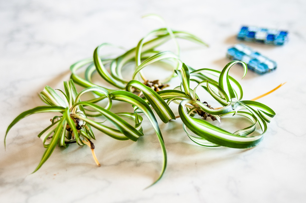 オリヅルラン3株