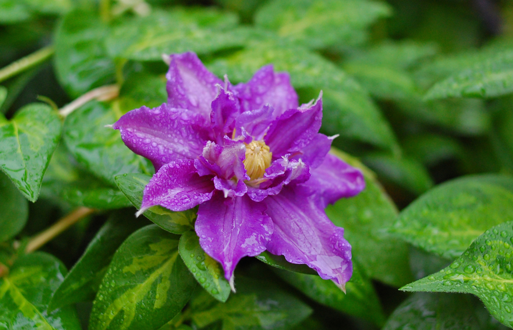 雨、クレマチス