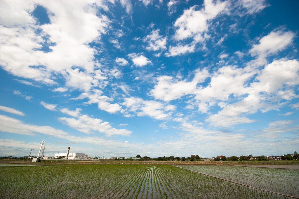 田んぼと空