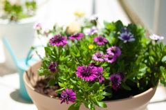ベランダの花