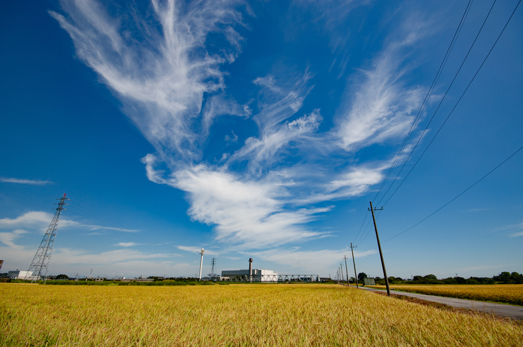 田んぼと空