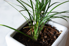 リュウノヒゲの花